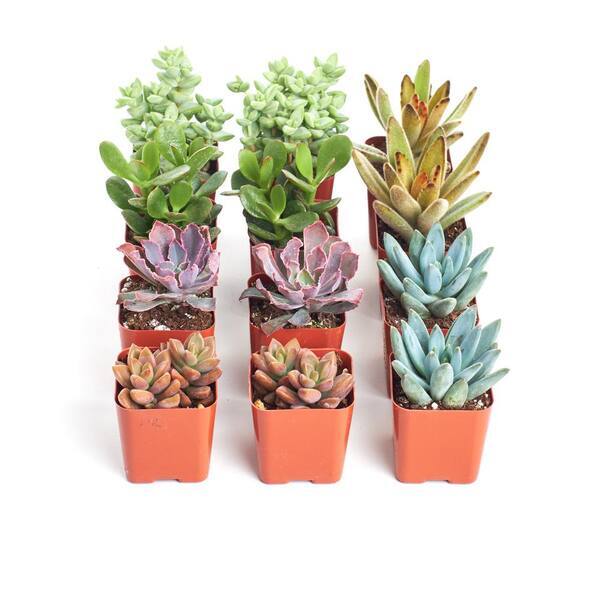2 in. Assorted Succulent