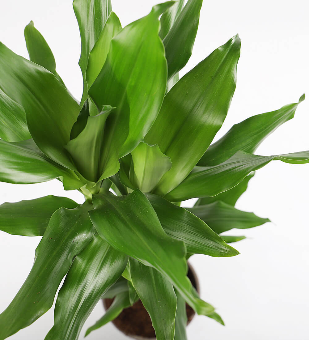 Tall Dracaena Fragrans Steudneri
