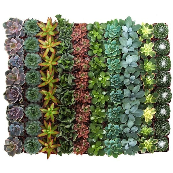 2 in. Assorted Succulent