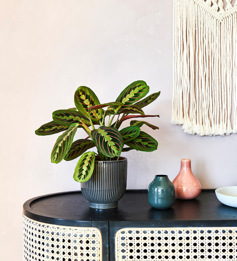 Prayer Plant