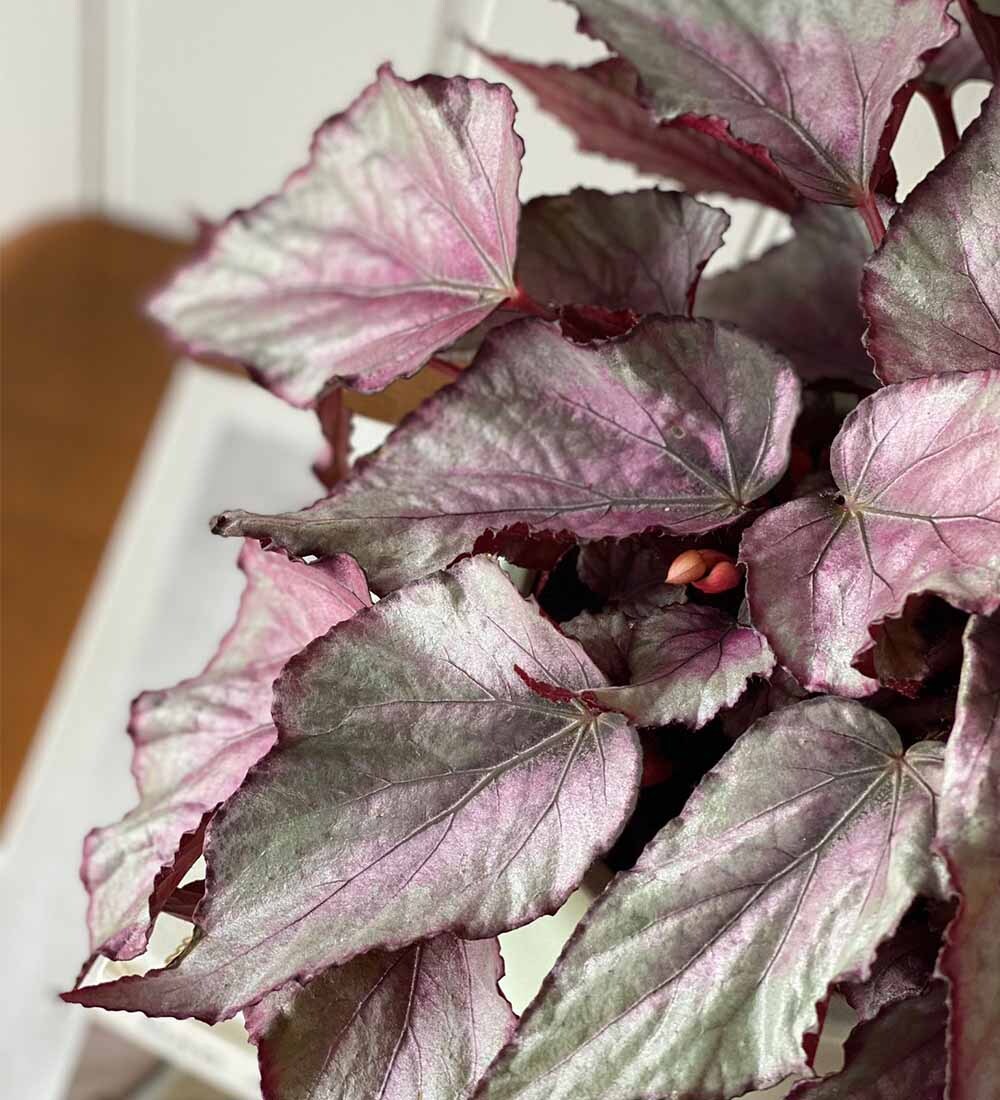 Begonia Beleaf