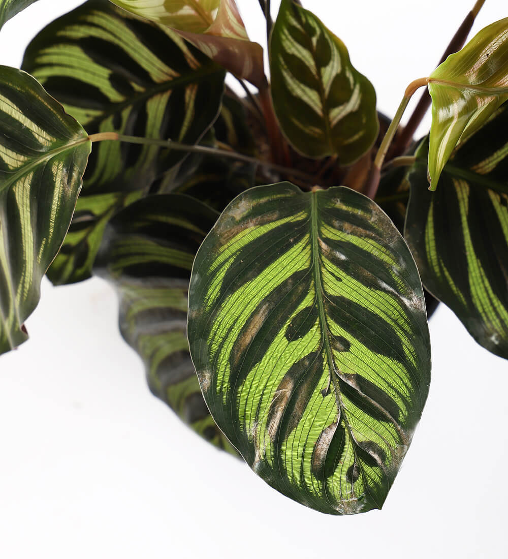 Calathea Makoyana