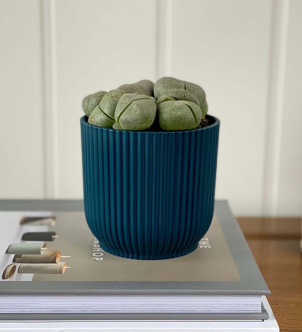 Lithops & Pot