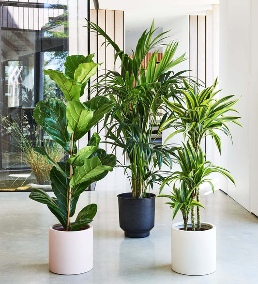 Tall Plant Bundle