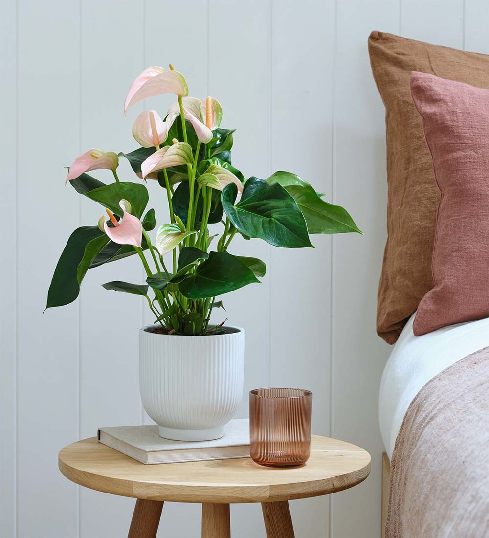 Peach Anthurium & Pot