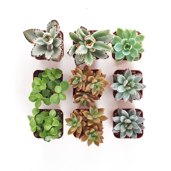 2 in. Assorted Succulent