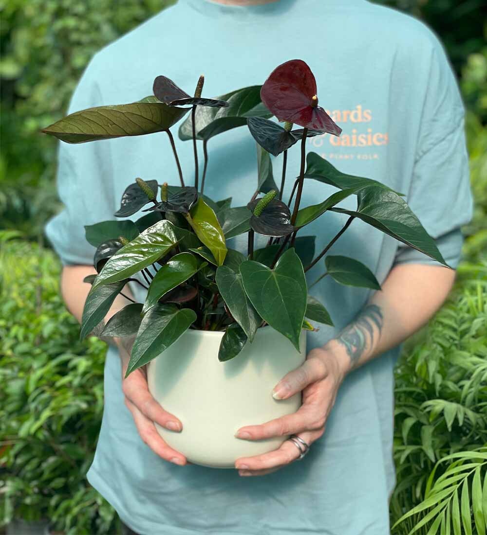 Black Anthurium