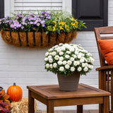 white chrysanthemum