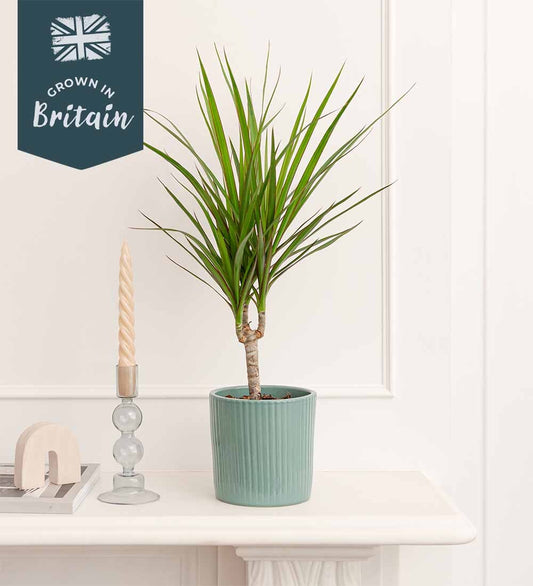 Dracaena Marginata