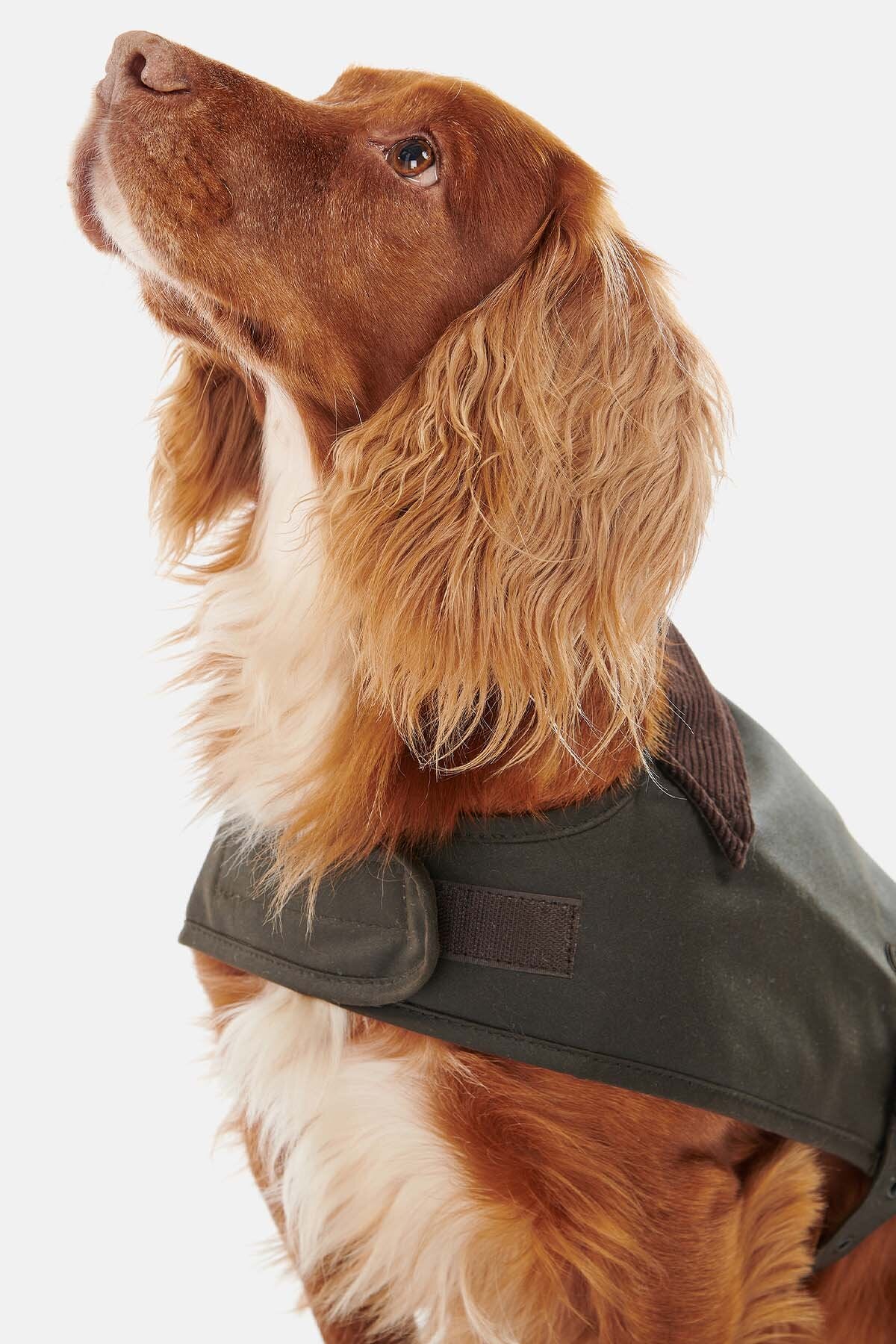 Wax dog coat - OLIVE