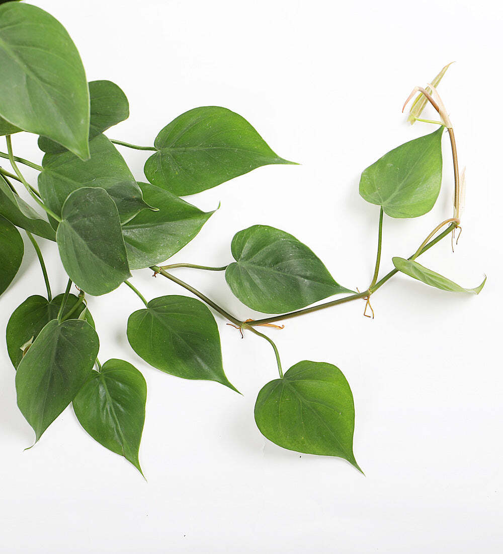 Hanging Heartleaf Philodendron