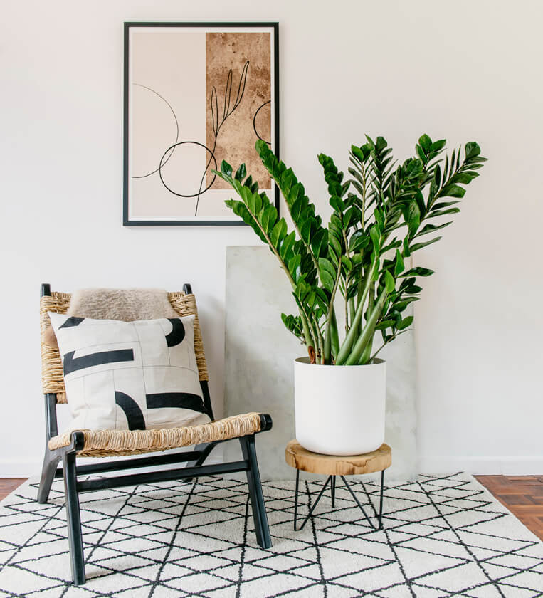 Tall ZZ Plant