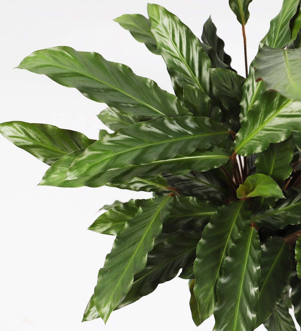 Calathea Rufibarba