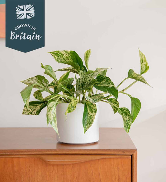 Marble Queen Pothos