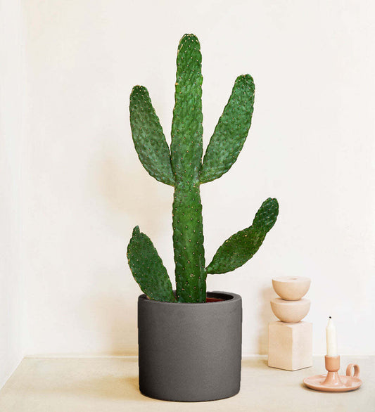 Cowboy Cactus & Pot