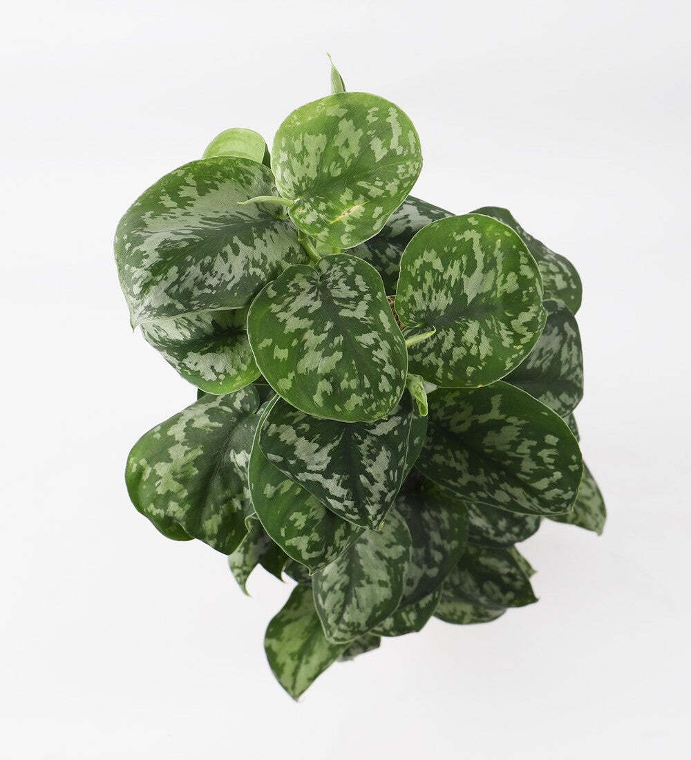 Satin Pothos