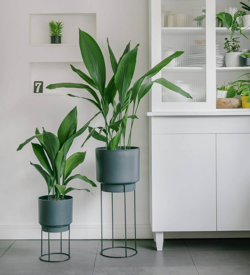 Aspidistra