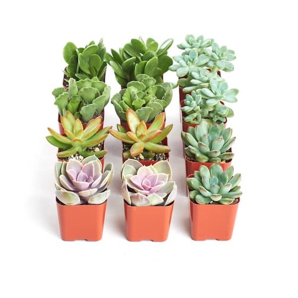 2 in. Assorted Succulent