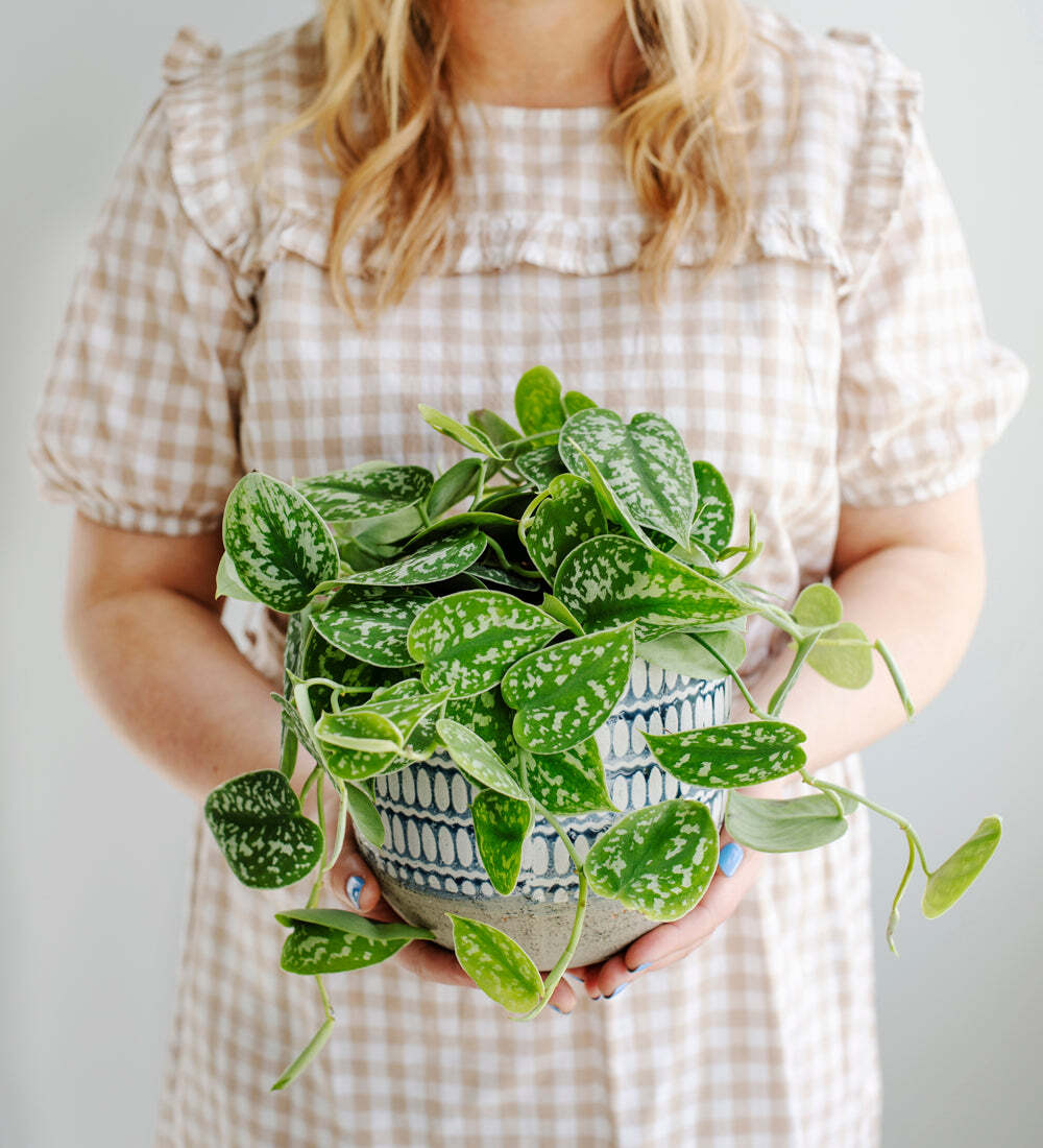 Hanging Plant Bundle