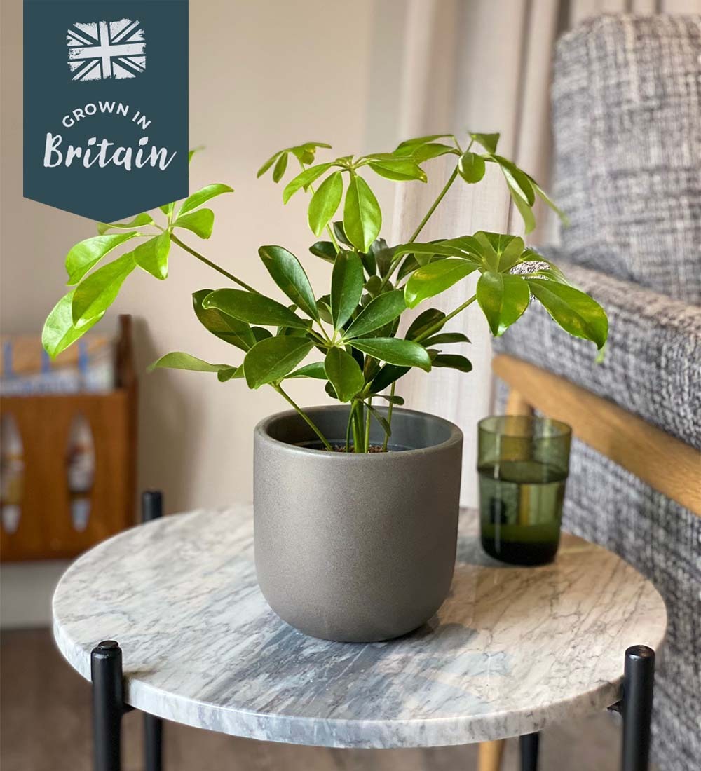 Schefflera Plant