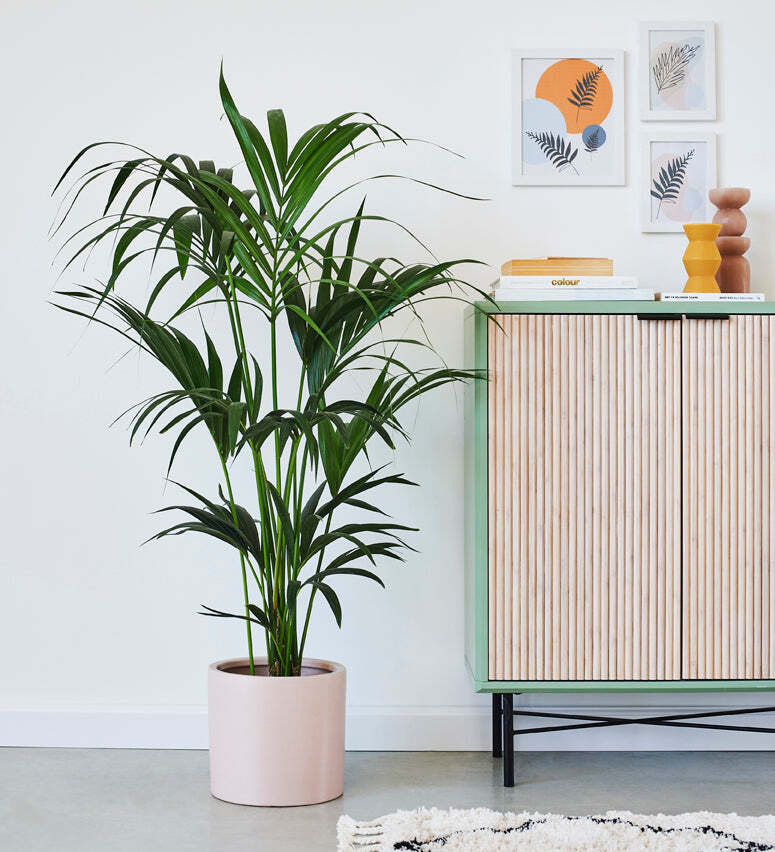 Tall Kentia Palm