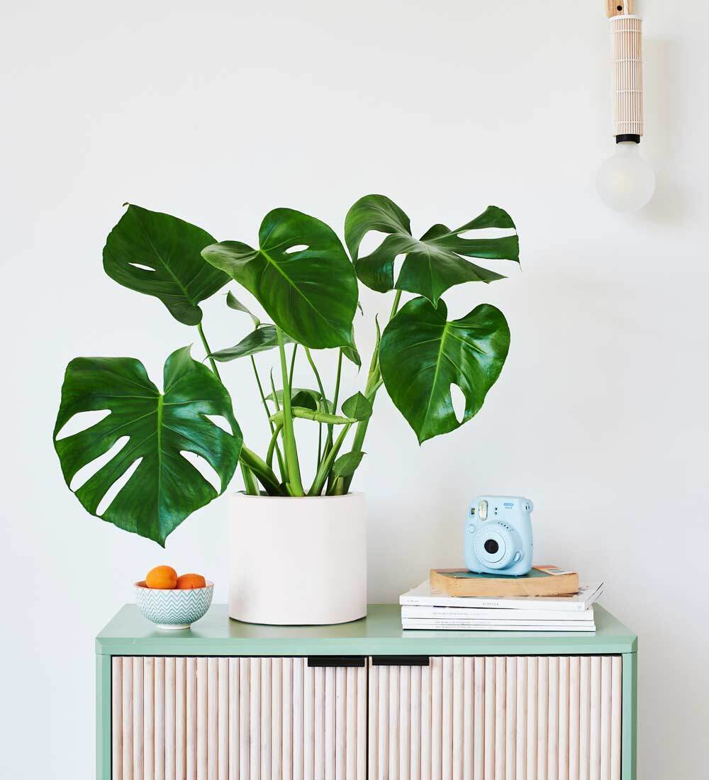 Swiss Cheese Plant & Pot