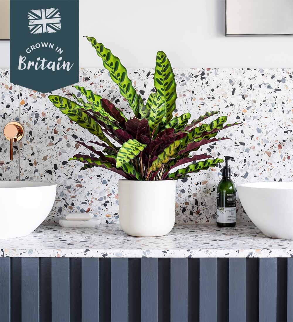 Rattlesnake Plant