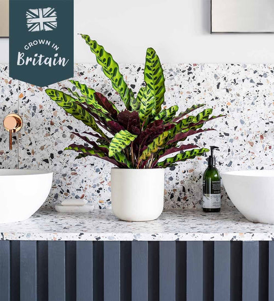 Rattlesnake Plant