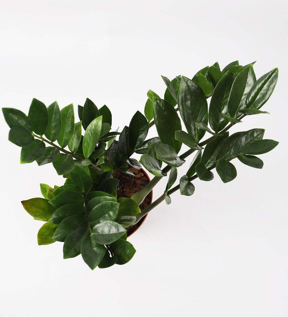 ZZ Plant