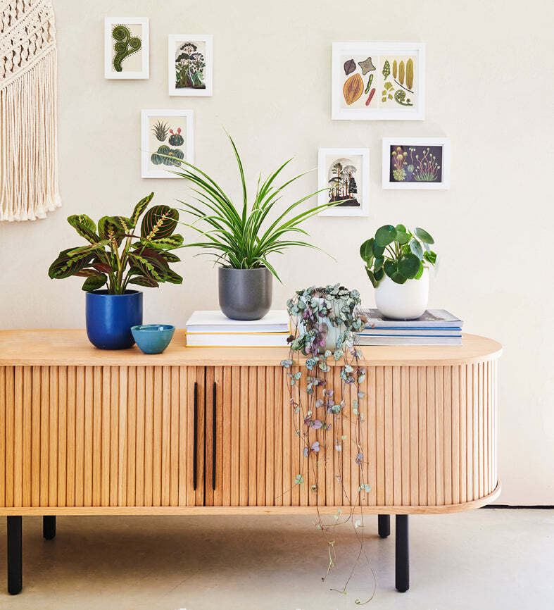 Pet Friendly Plant Bundle