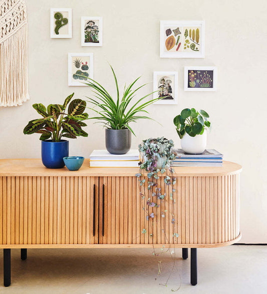 Pet Friendly Plant Bundle