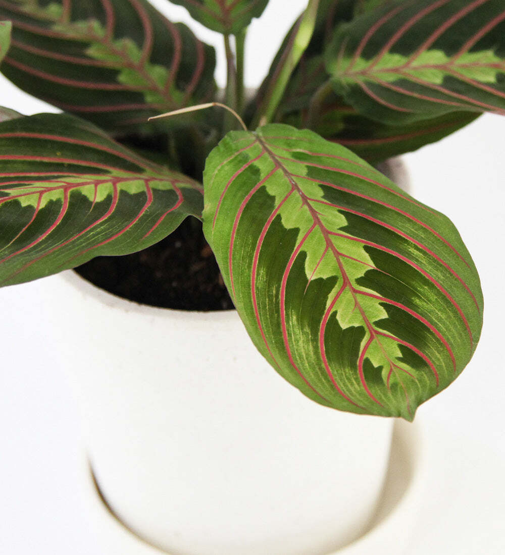 Prayer Plant