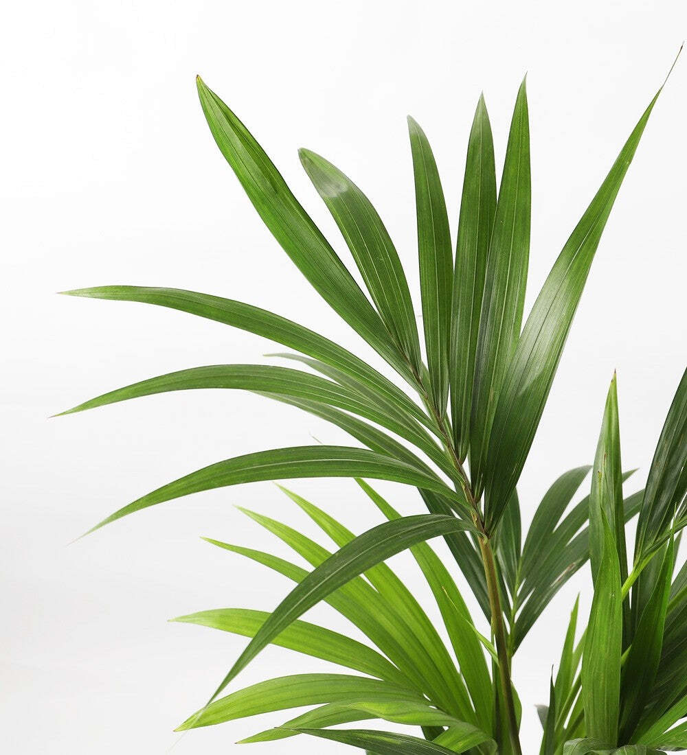 Tall Kentia Palm