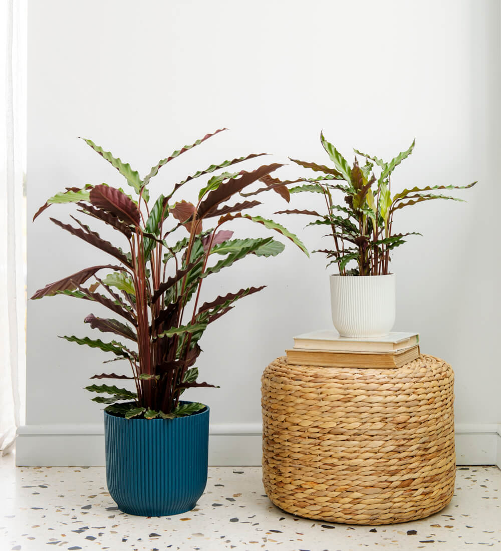 Calathea Rufibarba
