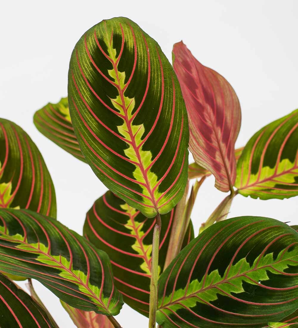Prayer Plant & Pot