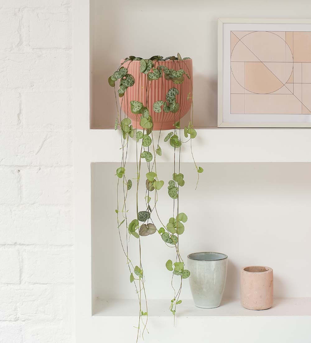 String Of Hearts & Pot