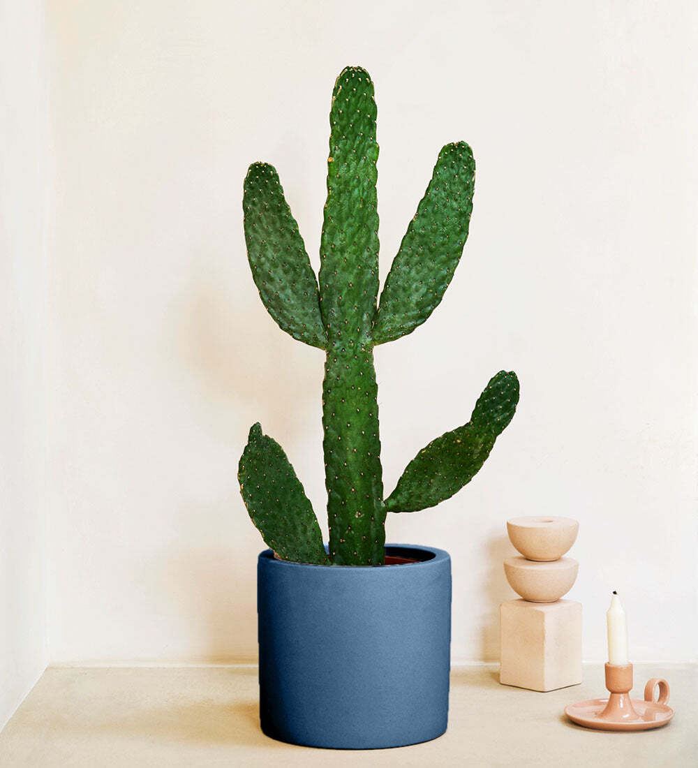 Cowboy Cactus & Pot