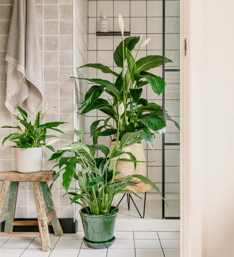 Peace Lily