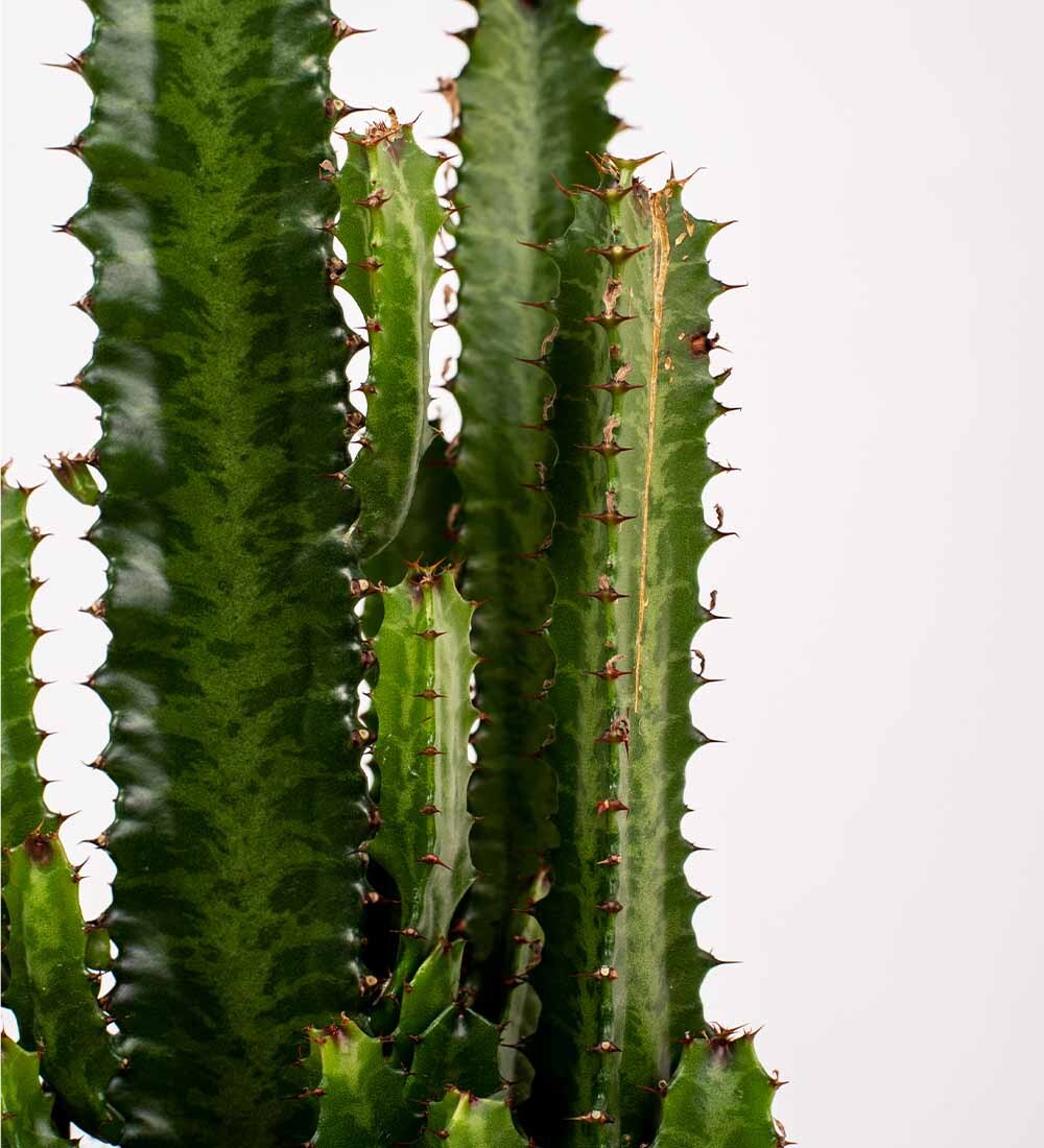 Tall Euphorbia Trigona Cactus