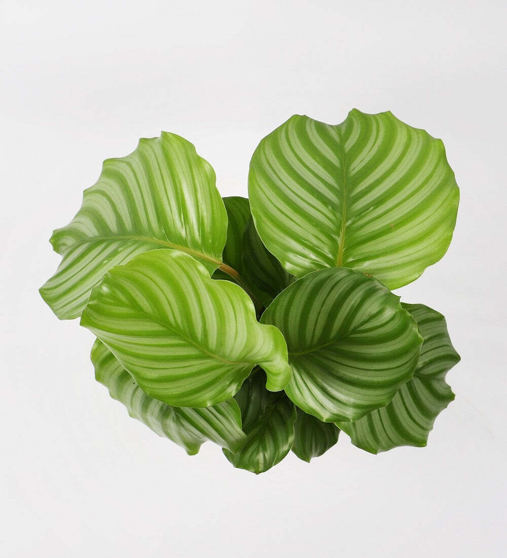 Calathea Orbifolia