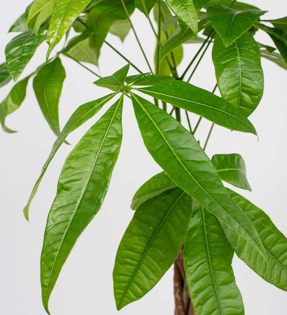 Money Tree