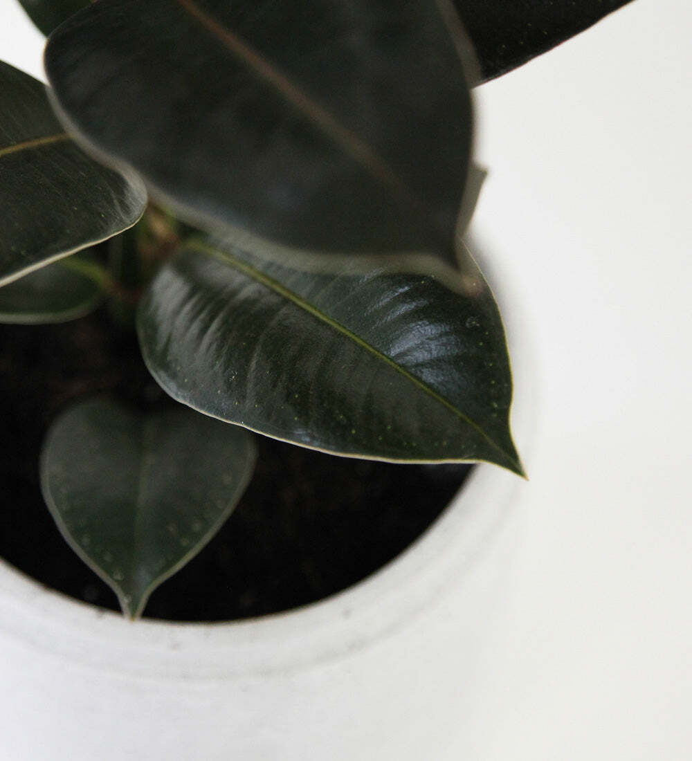 Rubber Plant