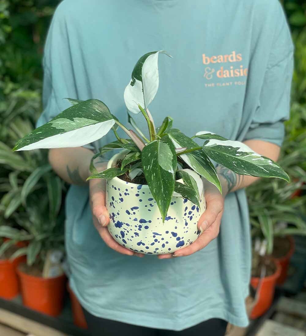 Philodendron White Princess