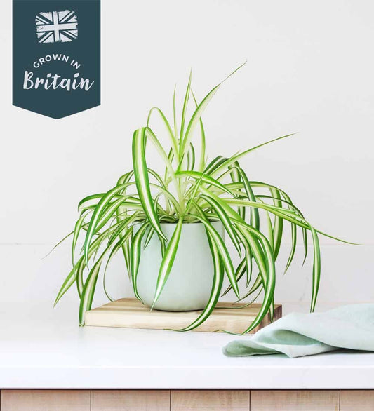 Spider Plant