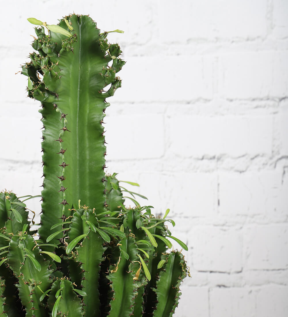 Tall Euphorbia Trigona Cactus