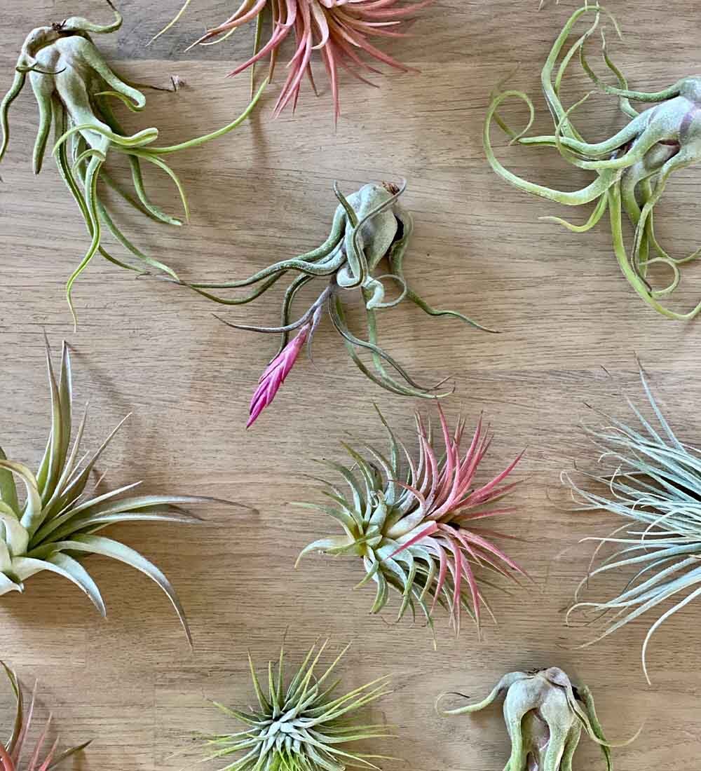 Air Plants Trio