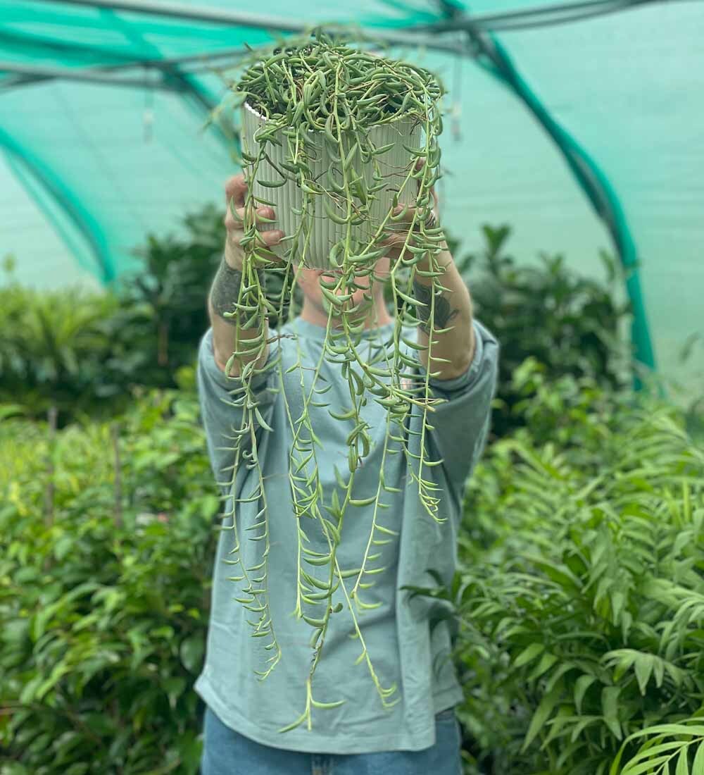 String of Dolphins