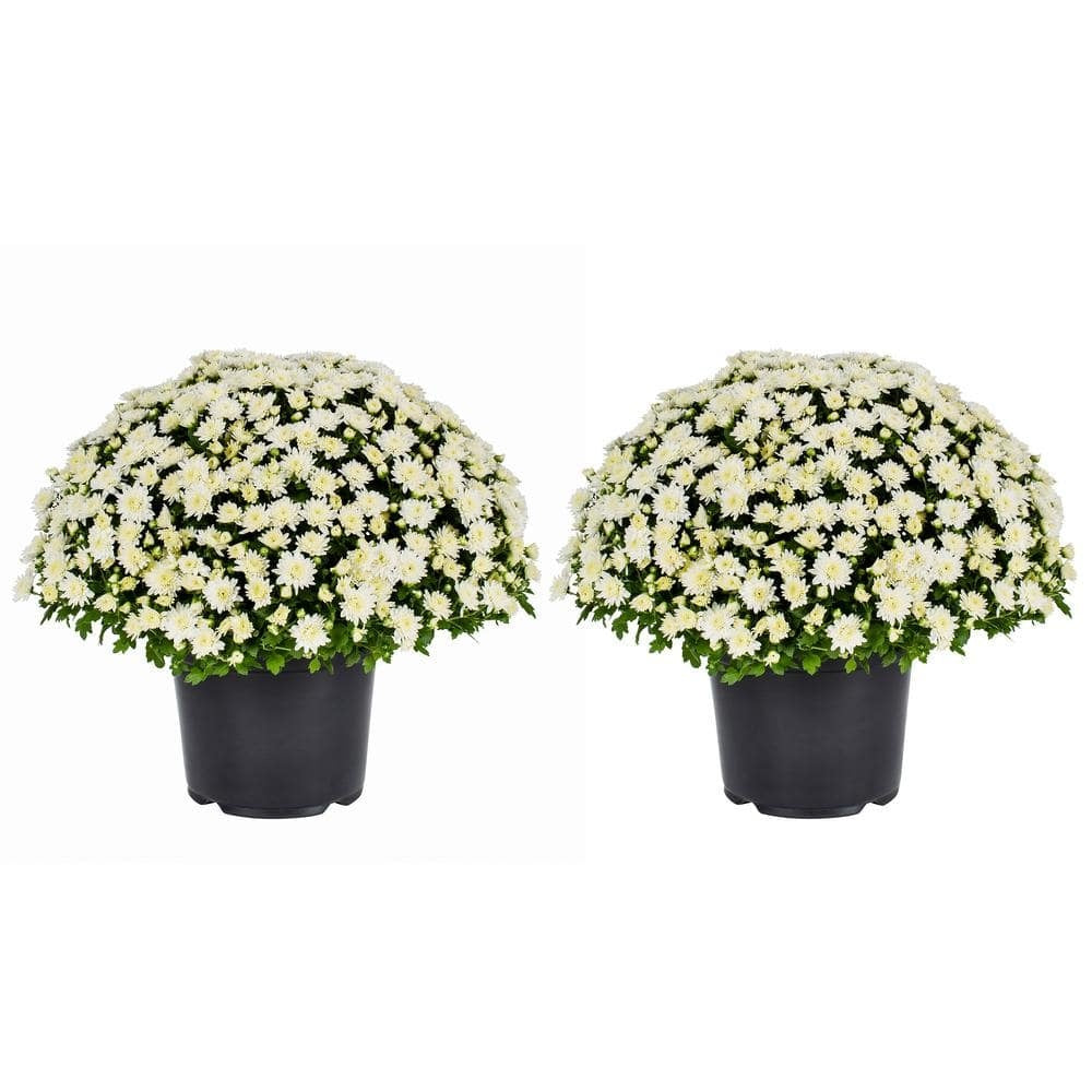Live White Chrysanthemum (Mama) Plant