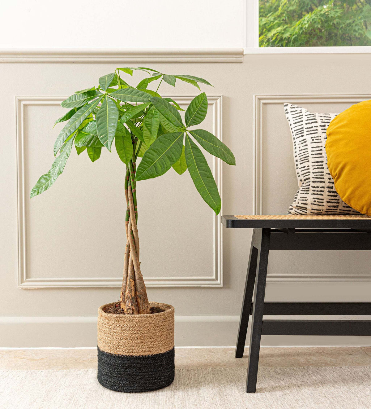 Money Tree