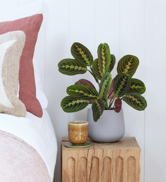 Prayer Plant & Pot